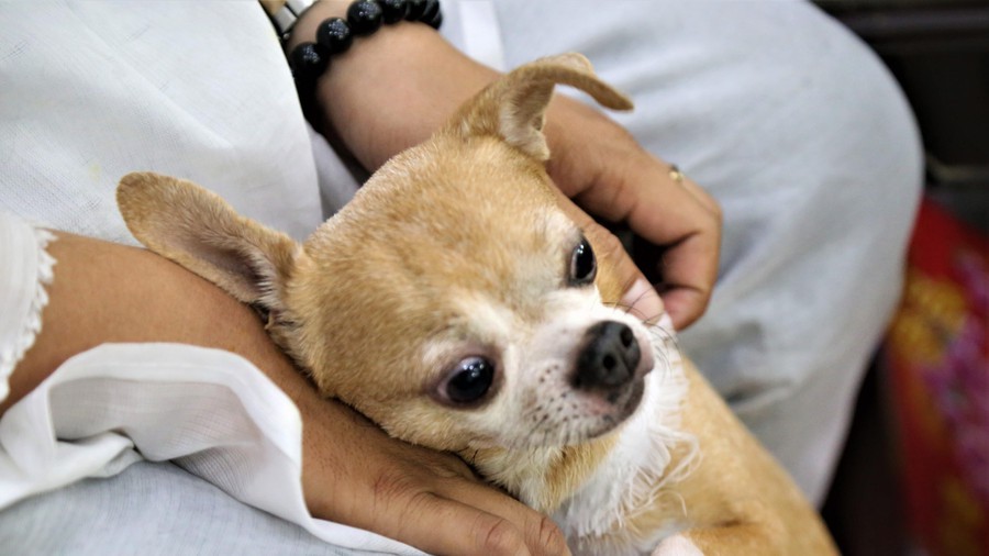 Những hình ảnh cuối cùng của nghệ sĩ Lê Bình và chú chó nhỏ Lucky - Ảnh 5. Những hình ảnh cuối cùng của nghệ sĩ Lê Bình và chú chó nhỏ Lucky - Ảnh 5.