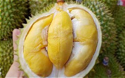 Bất ngờ tài xế có nồng độ cồn vượt quá mức quy định vì ăn sầu riêng