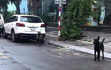 Người thả rông đàn chó dữ khiến cả tuyến phố Hà Nội bị phong tỏa lãnh phạt 700.000 đồng