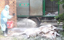 Dịch tả heo châu Phi xuất hiện tại Cà Mau, Tây Nguyên đã có tỉnh thứ ba bùng phát dịch, TP HCM ứng phó khẩn cấp