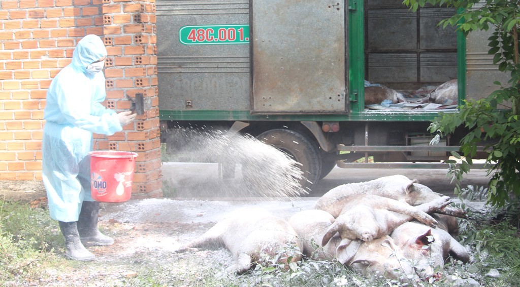Dịch tả heo châu Phi xuất hiện tại Cà Mau, Tây Nguyên đã có tỉnh thứ ba bùng phát dịch, TP HCM ứng phó khẩn cấp - Ảnh 2. Dịch tả heo châu Phi xuất hiện tại Cà Mau, Tây Nguyên đã có tỉnh thứ ba bùng phát dịch, TP HCM ứng phó khẩn cấp - Ảnh 2.