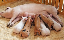 Giá heo hơi hôm nay 31/5 tại Trung Quốc: Giá heo hơi tiếp tục tăng trong ngày cuối của tháng 5