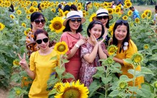 Cánh đồng hoa hướng dương ở Huế thu hút hàng trăm người dân 'sống ảo'