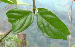 Lá ngón được cử tri Hà Nội kiến nghị sử dụng để tử hình phạm nhân: Chất độc trong lá ngón nguy hiểm thế nào?