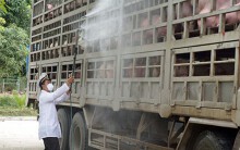 Thêm huyện Nhơn Trạch của Đồng Nai công bố dịch tả heo châu Phi