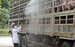 Thêm huyện Nhơn Trạch của Đồng Nai công bố dịch tả heo châu Phi