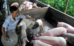 TP HCM lập hàng loạt điểm chốt chặn khắp cửa ngõ phòng chống dịch tả heo châu Phi