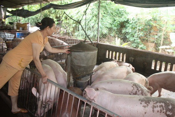 Xuất hiện dịch tả heo châu Phi ở thủ phủ chăn nuôi Đồng Nai - Ảnh 1. Xuất hiện dịch tả heo châu Phi ở thủ phủ chăn nuôi Đồng Nai - Ảnh 1.