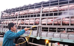 Xuất hiện dịch tả heo châu Phi ở 'thủ phủ' chăn nuôi Đồng Nai
