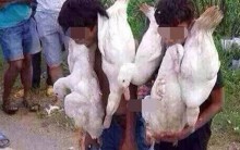 Tranh cãi vụ 4 người trộm vịt thoát tội, gia chủ bị truy tố: Chuyển biến sang tội Cướp tài sản?