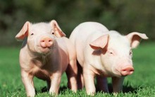 Giá heo hơi hôm nay ngày 6/5 tại Trung Quốc: Nơi cao nhất đạt gần 60.000 đồng/kg