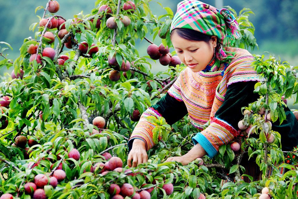 Du lịch gia đình trong 3 ngày vào mùa hè nên đi Hà Giang hay Mộc Châu? - Ảnh 6. Du lịch gia đình trong 3 ngày vào mùa hè nên đi Hà Giang hay Mộc Châu? - Ảnh 6.