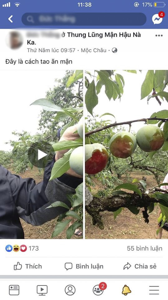Phượt thủ ăn mận kiểu phá hoại ở Mộc Châu lên tiếng trước hành vi bị ném đá của mình - Ảnh 1.