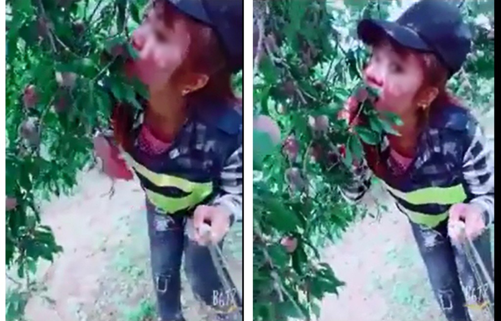 Mua vé vào vườn mận Mộc Châu, nhóm phượt thủ khoe chiến tích ăn mận kiểu phá hoại gây bức xúc cộng đồng - Ảnh 3.