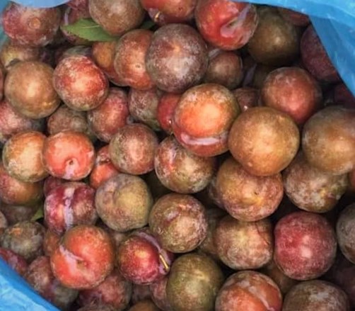 Ăn mận thế nào cho đúng cách và không gây hại cho sức khỏe? - Ảnh 3. Ăn mận thế nào cho đúng cách và không gây hại cho sức khỏe? - Ảnh 3.