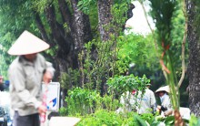 Sau Giảng Võ, Hà Nội tiếp tục trồng hoa cho đường Kim Mã