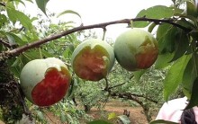 Phượt thủ ăn mận kiểu 'phá hoại' ở Mộc Châu lên tiếng trước hành vi bị 'ném đá' của mình