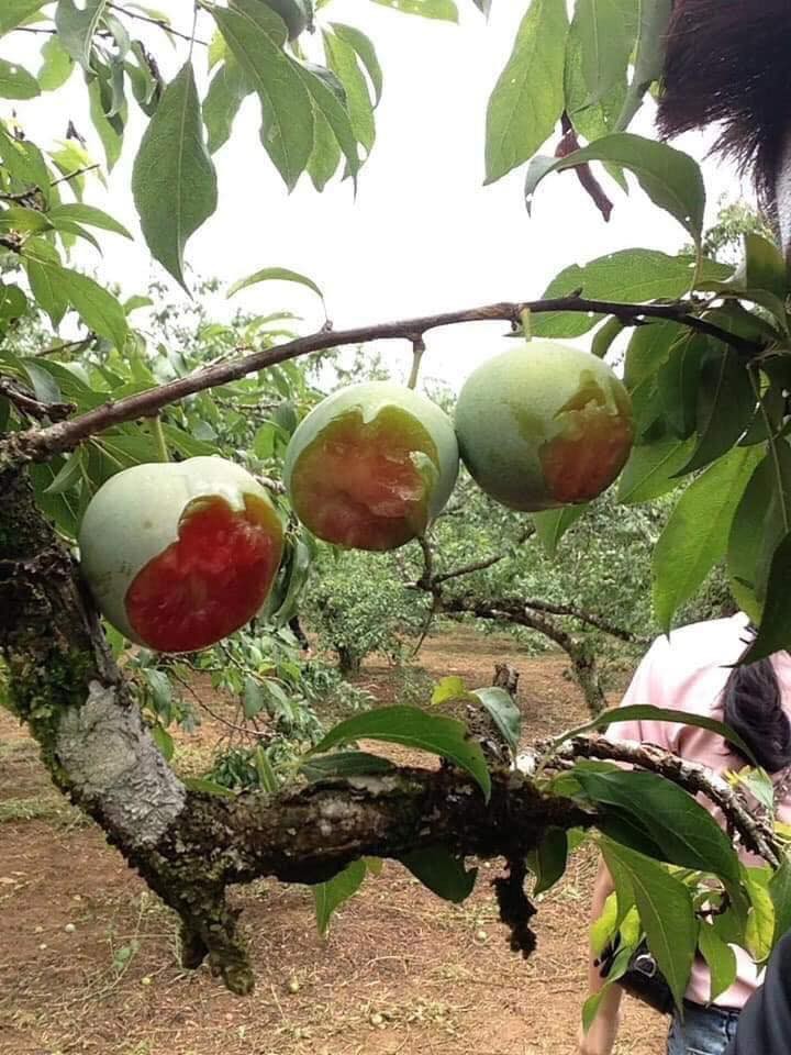 Phượt thủ ăn mận kiểu phá hoại ở Mộc Châu lên tiếng trước hành vi bị ném đá của mình - Ảnh 3.