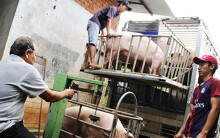TP HCM ngưng nhập heo từ 4 xã bị dịch tả châu Phi của Đồng Nai