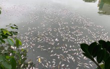 Hà Nội: Cá chết ở hồ Văn Chương khiến cư dân quanh hồ 'không dám thở'