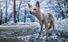 Vùng đất chết Chernobyl hóa xứ thần tiên qua ống kính nhiếp ảnh gia