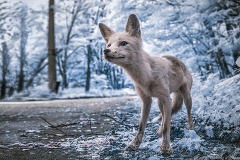 Vùng đất chết Chernobyl hóa xứ thần tiên qua ống kính nhiếp ảnh gia - Ảnh 1.