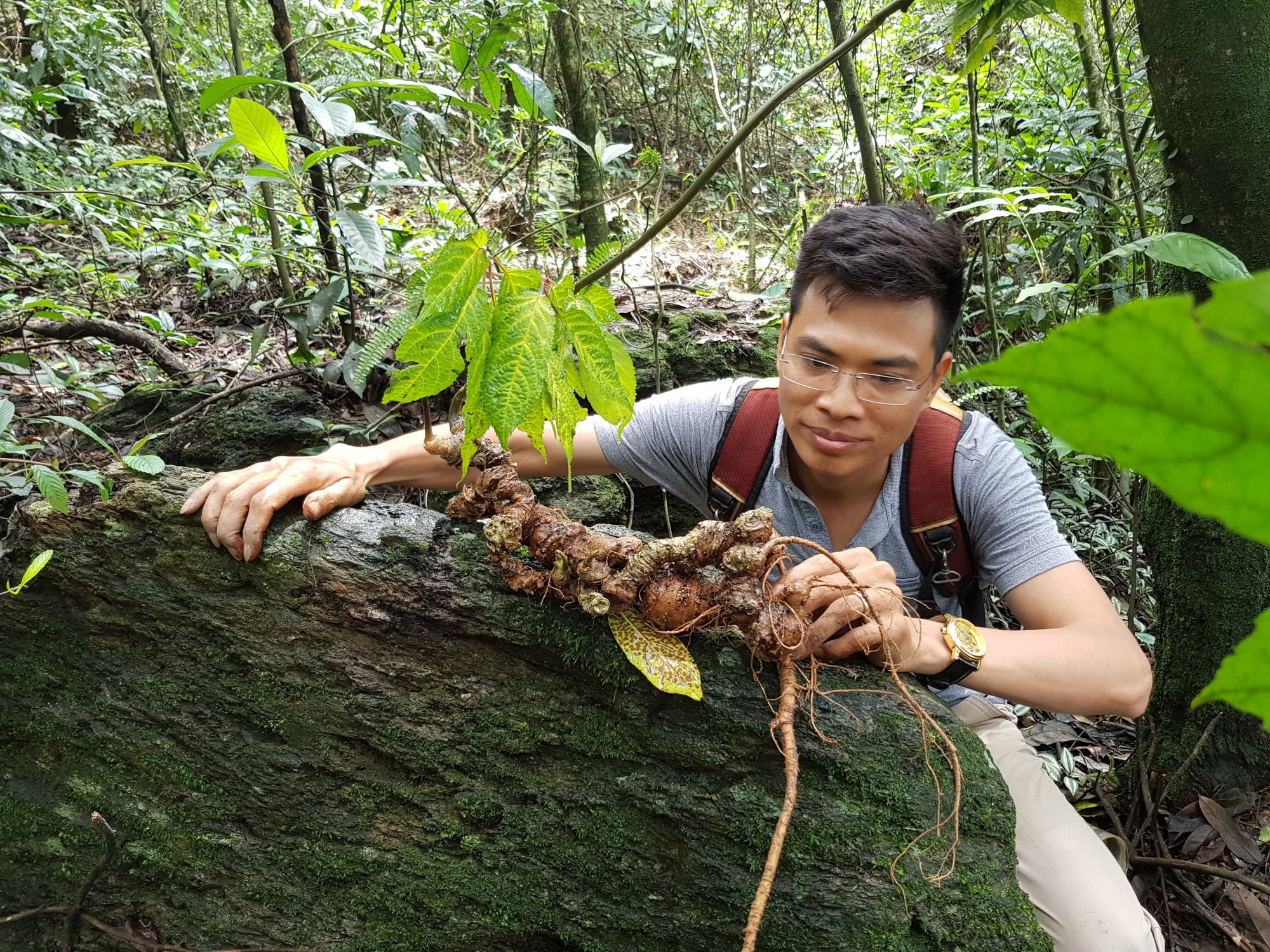 Gã lông bông với bộ sưu tầm Sâm Ngọc Linh khủng tới giấc mơ đưa thần dược giá rẻ tới người dân - Ảnh 1. Gã lông bông với bộ sưu tầm Sâm Ngọc Linh khủng tới giấc mơ đưa thần dược giá rẻ tới người dân - Ảnh 1.