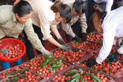 260 chủ vựa Trung Quốc tranh mua, vải thiều Bắc Giang giá cao kỉ lục