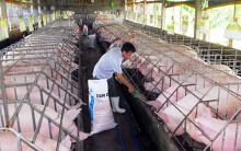 TP HCM công bố dịch tả heo châu Phi, ổ dịch đầu tiên phát hiện ở quận 9