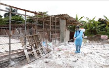 Khánh Hòa: Thiêu hủy hơn 100 con heo bị dịch tả heo châu Phi
