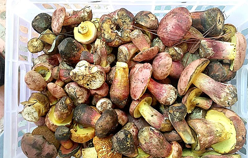 Gần triệu đồng một kg nấm gan bò Đà Lạt - Ảnh 1. Gần triệu đồng một kg nấm gan bò Đà Lạt - Ảnh 1.