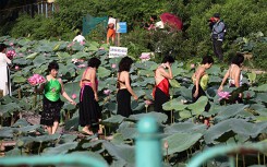 Nắng cháy da, U60 dầm mình dưới đầm sen tạo dáng