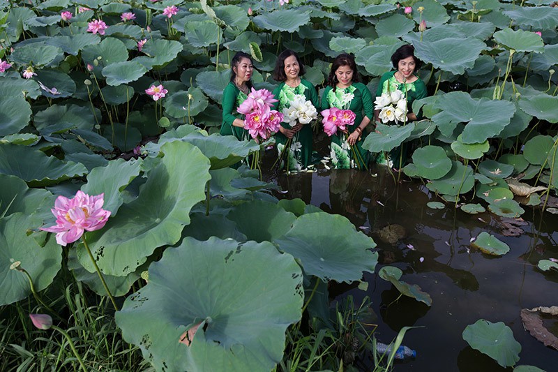 Nắng cháy da, U60 dầm mình dưới đầm sen tạo dáng - Ảnh 13. Nắng cháy da, U60 dầm mình dưới đầm sen tạo dáng - Ảnh 13.