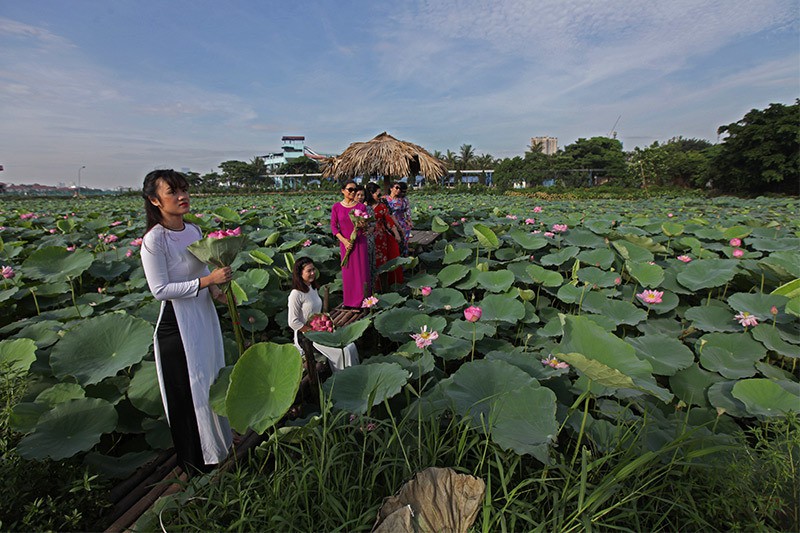 Nắng cháy da, U60 dầm mình dưới đầm sen tạo dáng - Ảnh 2. Nắng cháy da, U60 dầm mình dưới đầm sen tạo dáng - Ảnh 2.