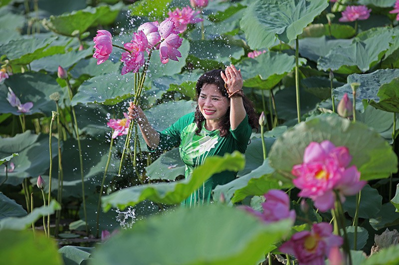 Nắng cháy da, U60 dầm mình dưới đầm sen tạo dáng - Ảnh 7. Nắng cháy da, U60 dầm mình dưới đầm sen tạo dáng - Ảnh 7.
