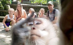 Khỉ giơ 'ngón tay thối' khi du khách đang chụp ảnh ở Bali