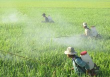 Sốc: Việt Nam nhập lượng 'khủng' thuốc trừ sâu từ Trung Quốc