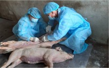 Dịch tả heo châu Phi tiếp tục xuất hiện tại Long An, miền Tây chỉ còn duy nhất Bến Tre chưa phát dịch