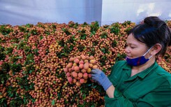 Người Bắc Giang lí giải nguyên nhân giá vải thiều năm nay lên tới 70.000 đồng/kg