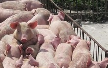 Dự báo giá heo hơi ngày 19/6: Xuất khẩu nông sản đạt gần 20 tỉ USD giữa tâm bão dịch tả heo châu Phi