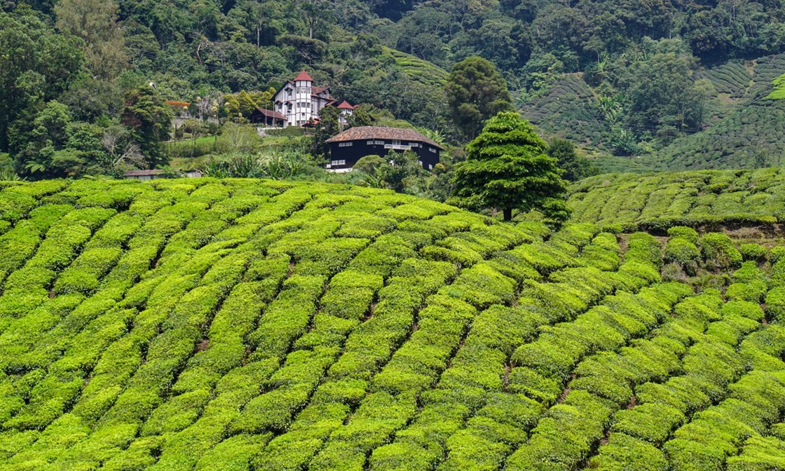 cameron highlands cameron highlands