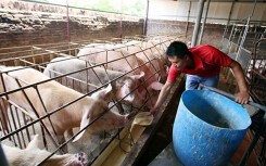 Chính phủ ban hành chính sách đặc thù hỗ trợ người chăn nuôi có heo bị dịch tả châu Phi
