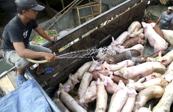 Bloomberg: Việt Nam đẩy mạnh nuôi gà, đà điểu, bò để không đứt nguồn cung thịt vì dịch tả heo châu Phi - Ảnh 1. Bloomberg: Việt Nam đẩy mạnh nuôi gà, đà điểu, bò để không đứt nguồn cung thịt vì dịch tả heo châu Phi - Ảnh 1.