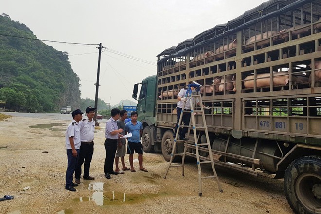 Lợn nghi bị dịch tả lợn châu Phi hao hụt trên đường vận chuyển - Ảnh 1.