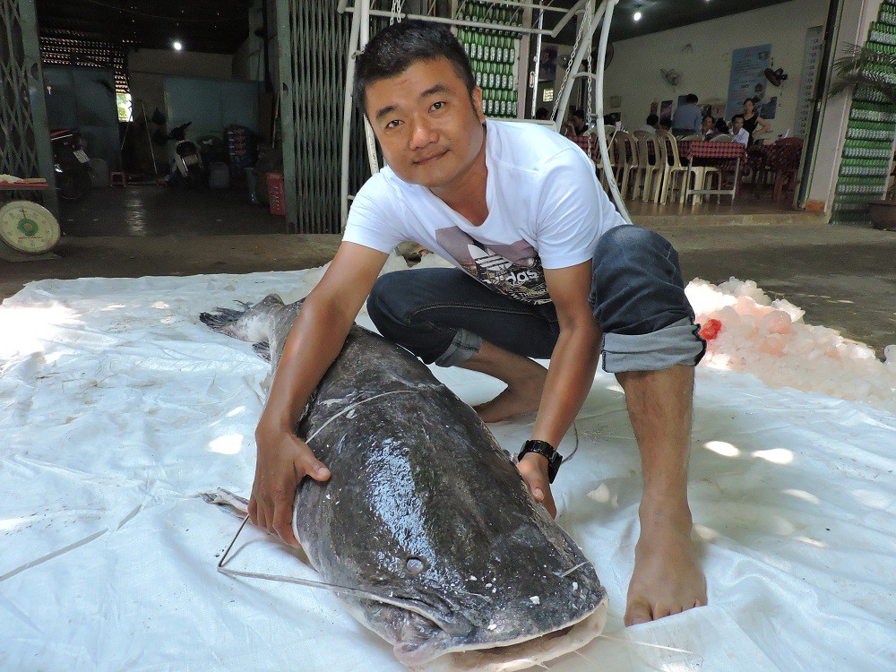 Mục sở thị cá lăng đuôi đỏ nặng gần 80 kg - Ảnh 1. Mục sở thị cá lăng đuôi đỏ nặng gần 80 kg - Ảnh 1.
