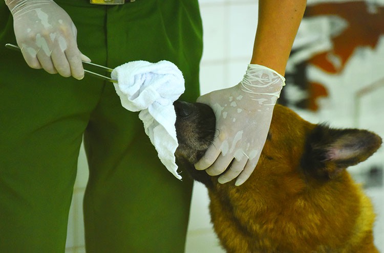 Tài ngửi mùi phát hiện thủ phạm giết người của chó nghiệp vụ - Ảnh 2. Tài ngửi mùi phát hiện thủ phạm giết người của chó nghiệp vụ - Ảnh 2.