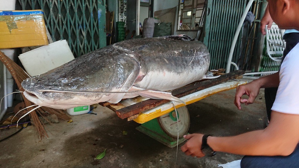 Mục sở thị cá lăng đuôi đỏ nặng gần 80 kg - Ảnh 2. Mục sở thị cá lăng đuôi đỏ nặng gần 80 kg - Ảnh 2.