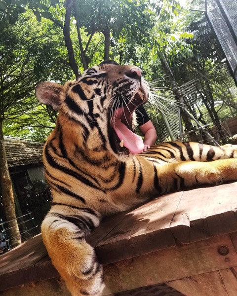 Toi Thai Lan, ghe noi ho di lai nhon nho truoc mat du khach hinh anh 11 Toi Thai Lan, ghe noi ho di lai nhon nho truoc mat du khach hinh anh 11