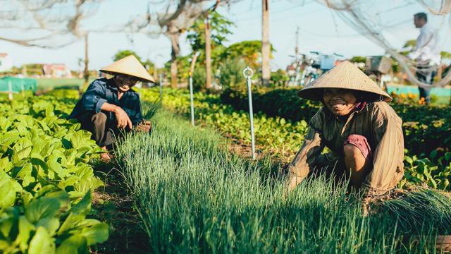 Hội An đâu chỉ có phố cổ - Ảnh 2. Hội An đâu chỉ có phố cổ - Ảnh 2.