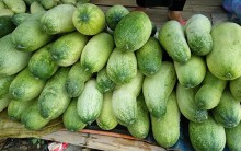 Hàng lạ Tây Bắc, dưa chuột khổng lồ to như chú lợn con